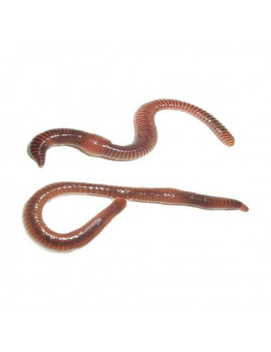 Tarrinas de Lombirz para...